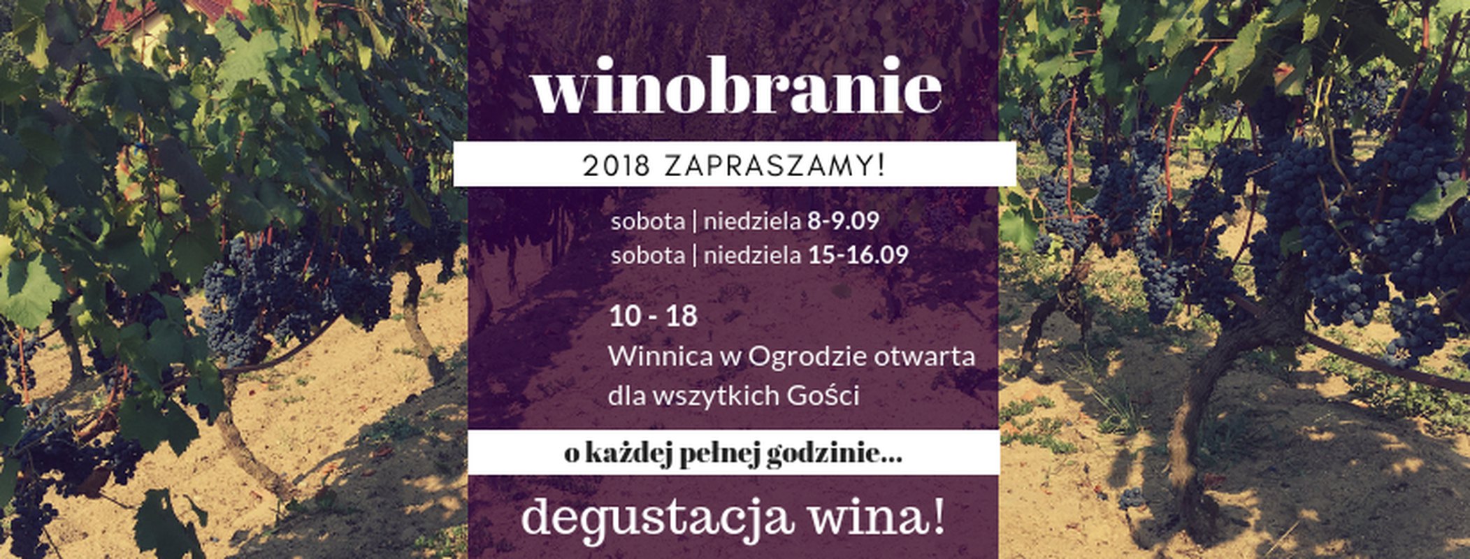 Winobranie I 2018 - Winnca W Ogrodzie
